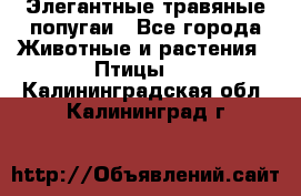 Элегантные травяные попугаи - Все города Животные и растения » Птицы   . Калининградская обл.,Калининград г.